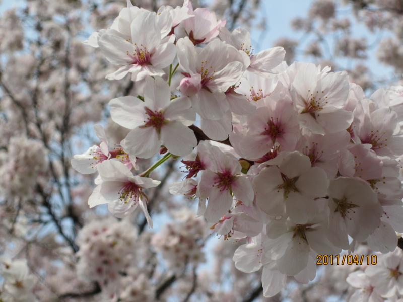 f:id:masigoka55:20110410155748j:image f:id:masigoka55:20110410155748j:image