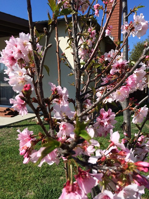 f:id:mata1:20160304171523j:plain