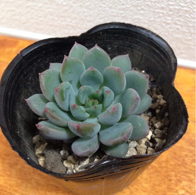 f:id:matakusa:20141216200609j:plain f:id:matakusa:20141216200609j:plain