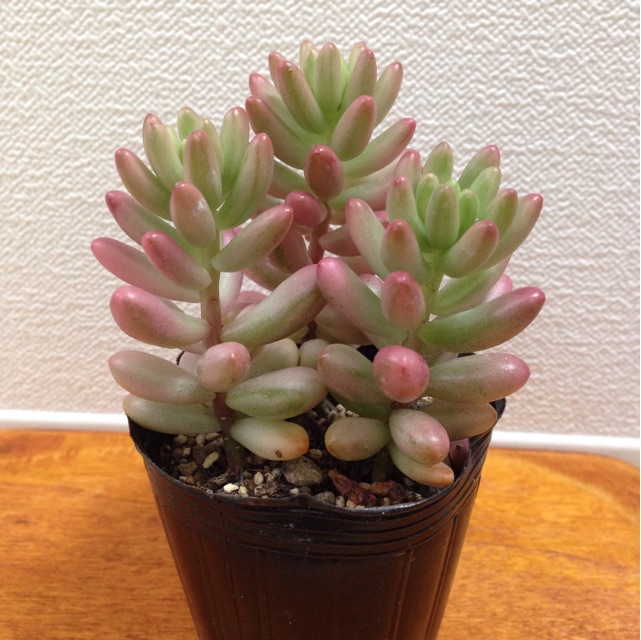 f:id:matakusa:20141216200735j:plain f:id:matakusa:20141216200735j:plain