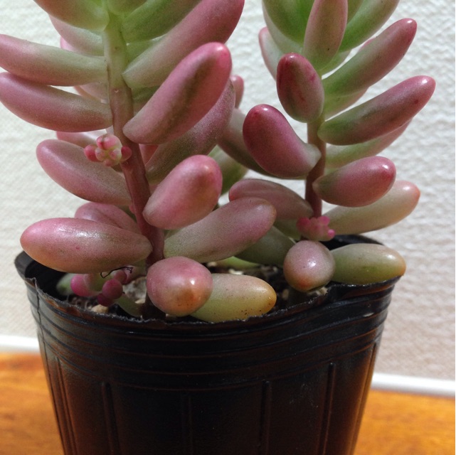 f:id:matakusa:20141216200817j:plain f:id:matakusa:20141216200817j:plain
