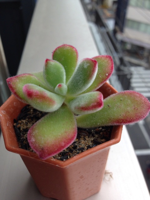 f:id:matakusa:20141216221220j:plain f:id:matakusa:20141216221220j:plain