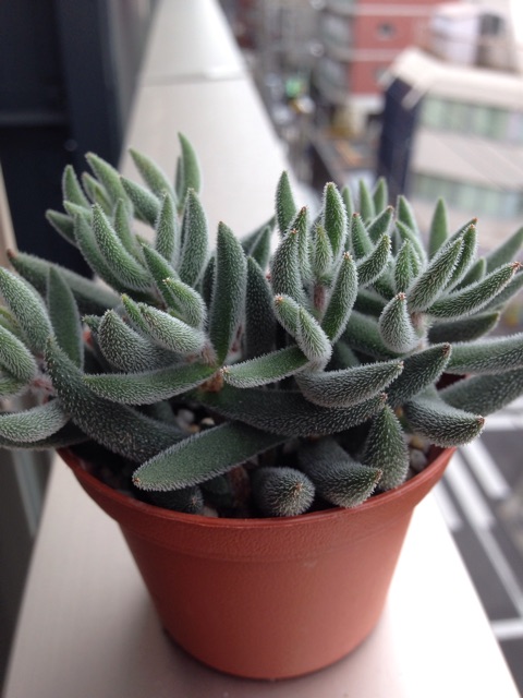 f:id:matakusa:20141216221311j:plain f:id:matakusa:20141216221311j:plain