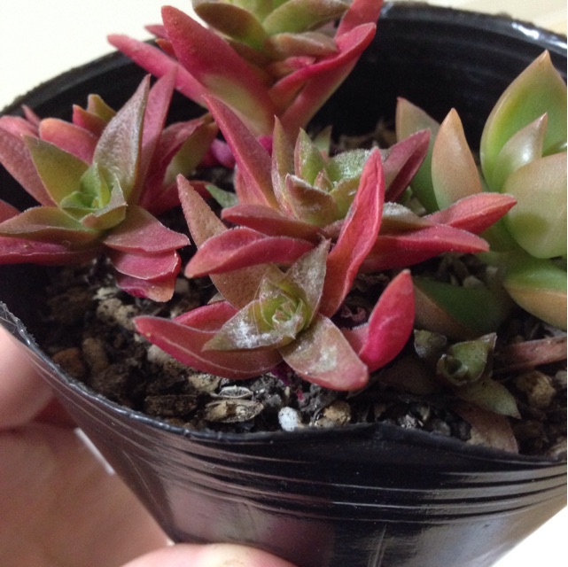 f:id:matakusa:20150113235421j:plain f:id:matakusa:20150113235421j:plain