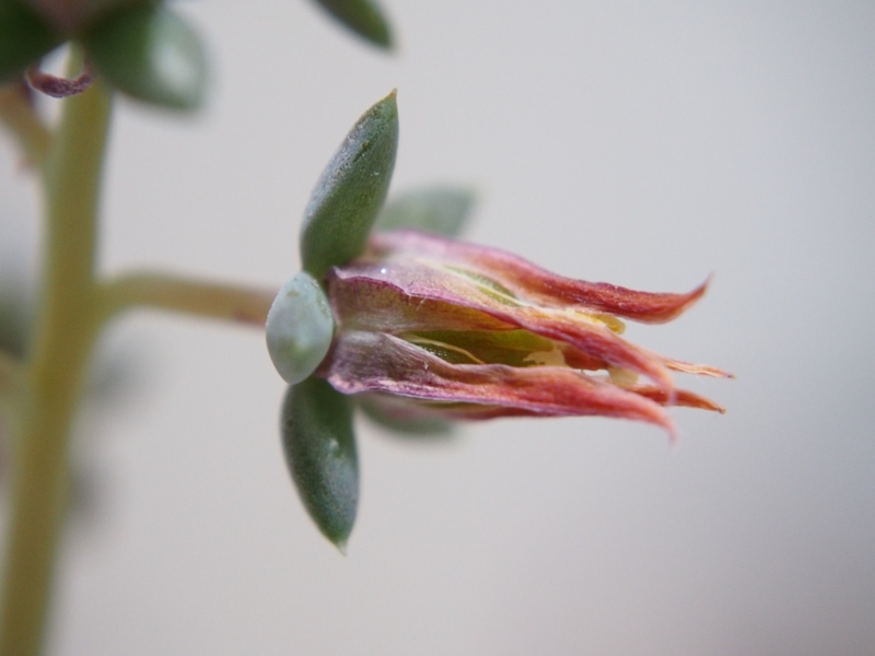 f:id:matakusa:20150223233640j:plain f:id:matakusa:20150223233640j:plain