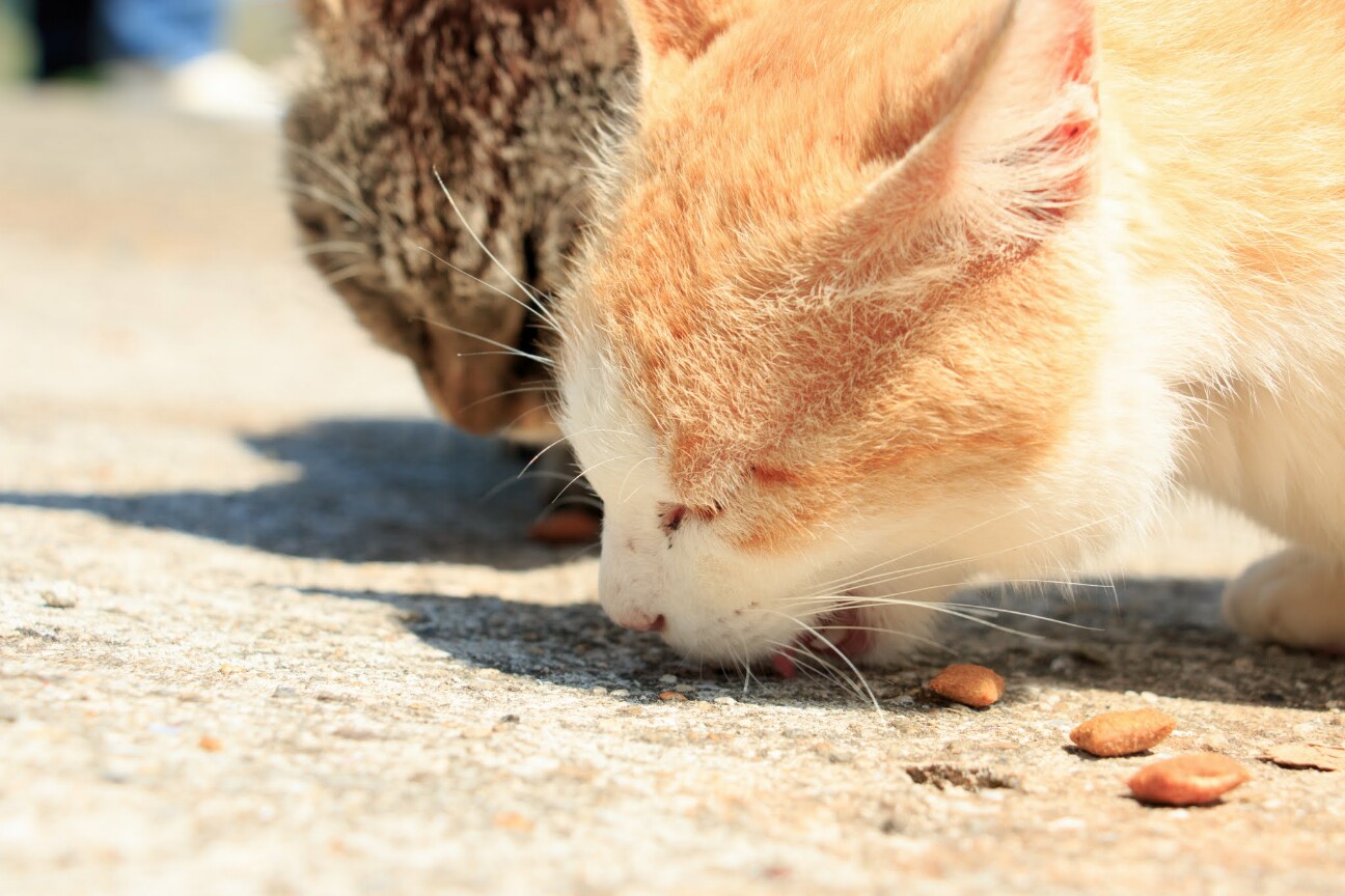 青島（猫島）の猫1