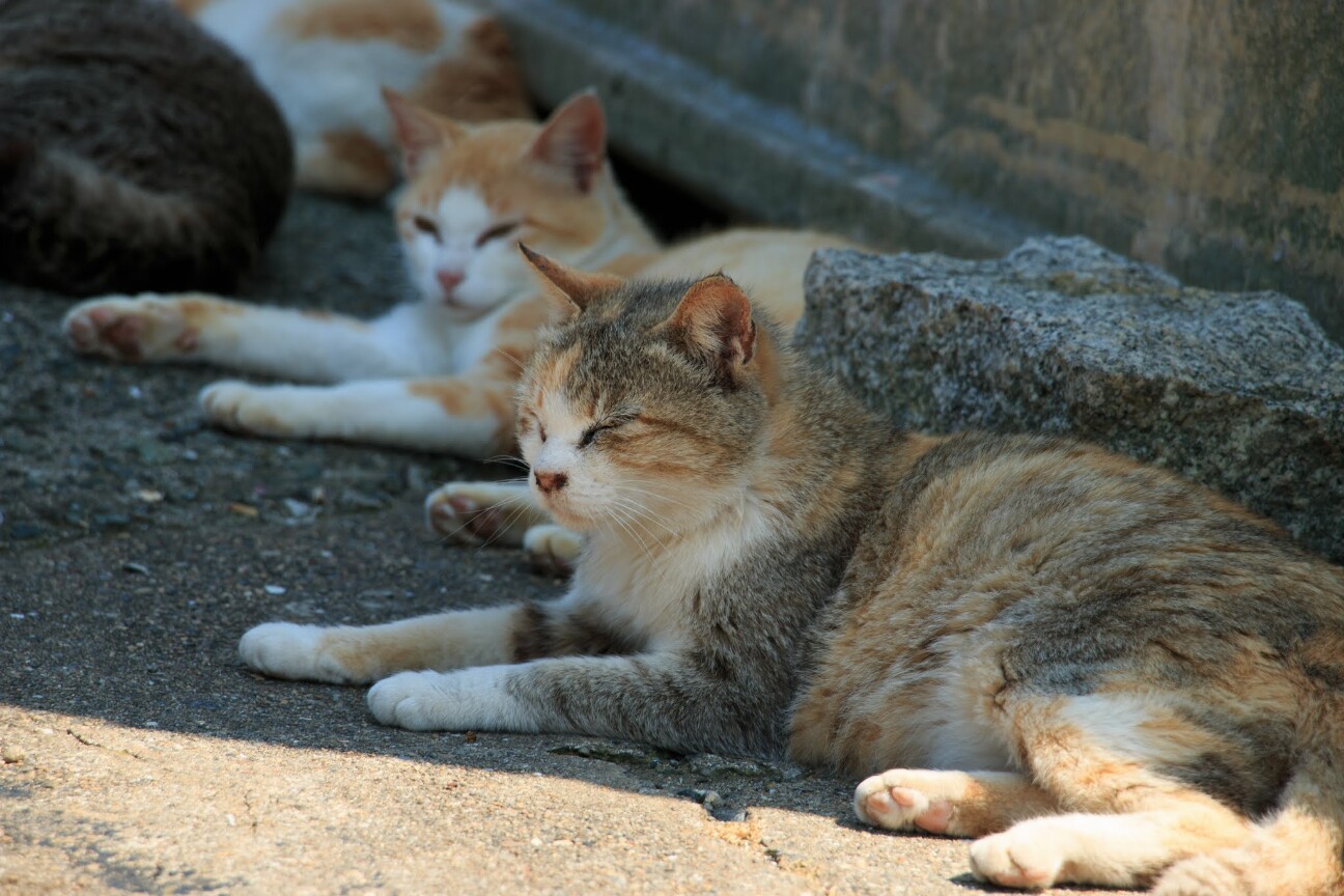 おやすみモードの青島の猫