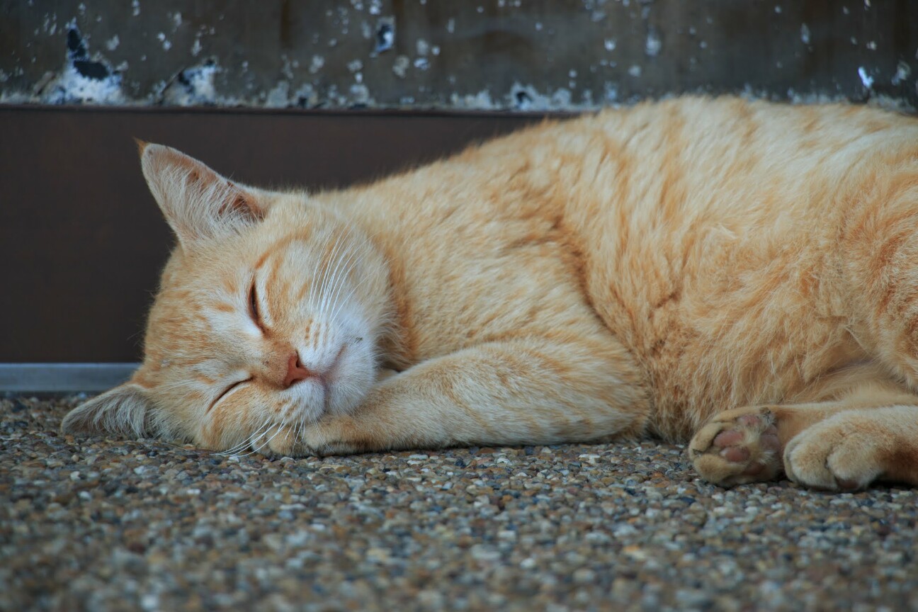 無防備な青島の猫