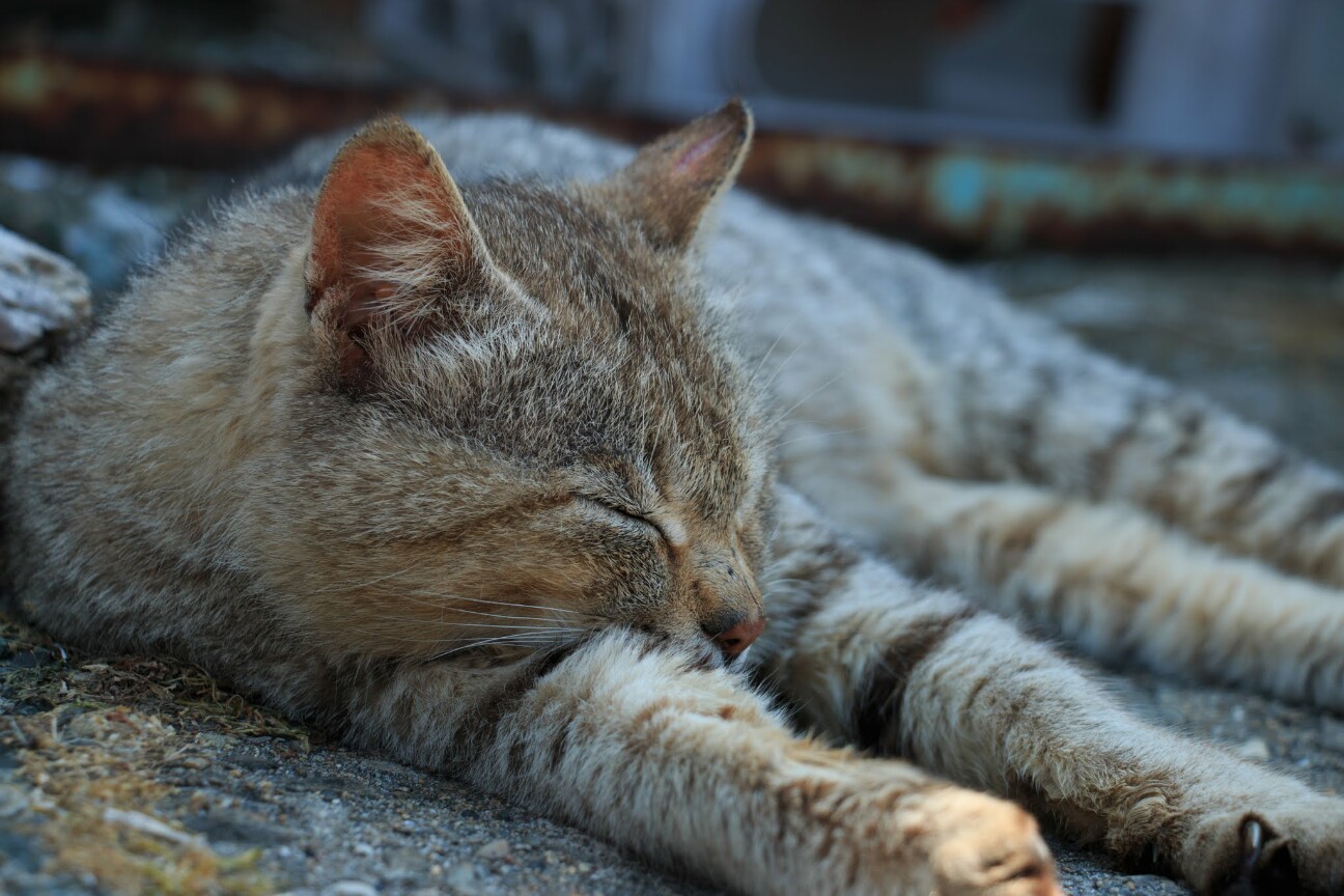 すやすや眠る青島の猫