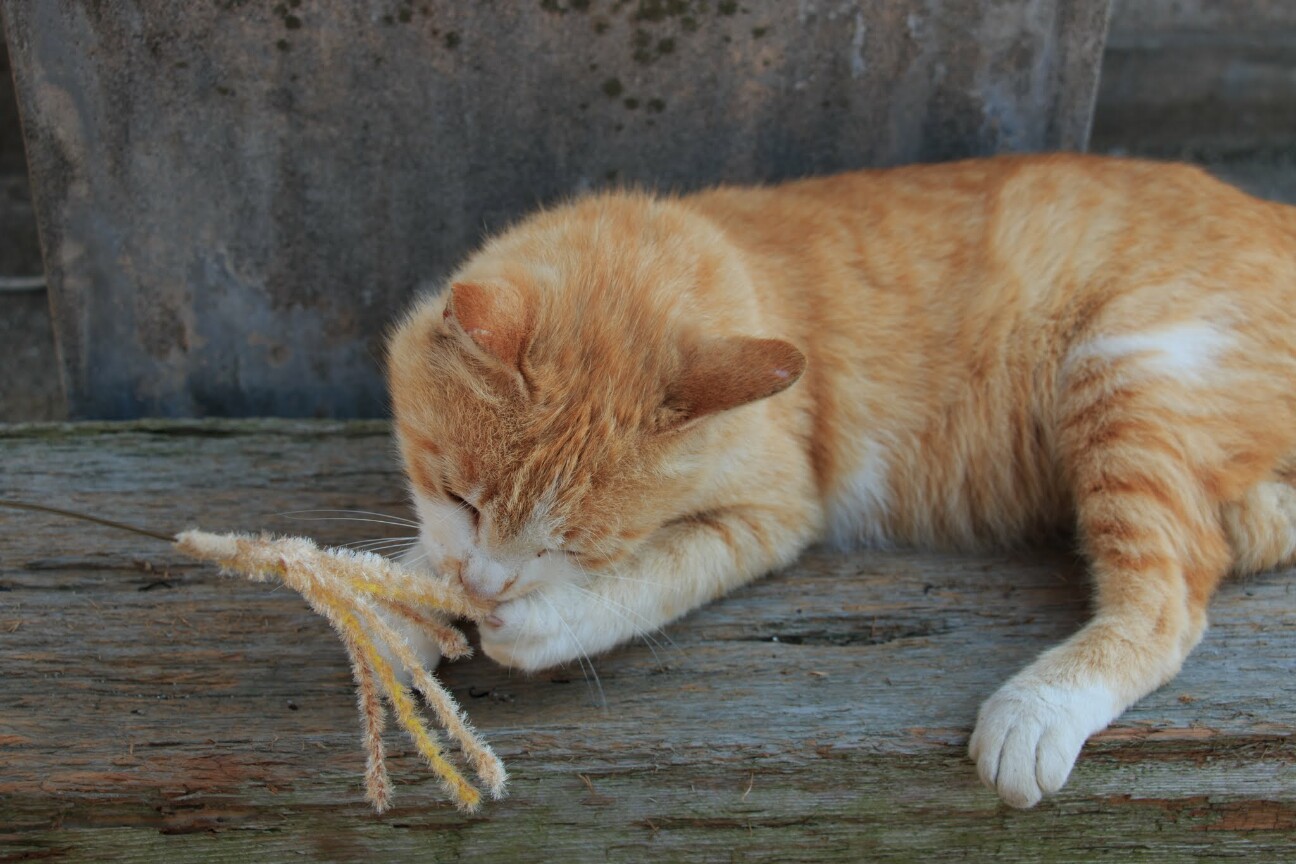 猫じゃらしに夢中な青島の猫