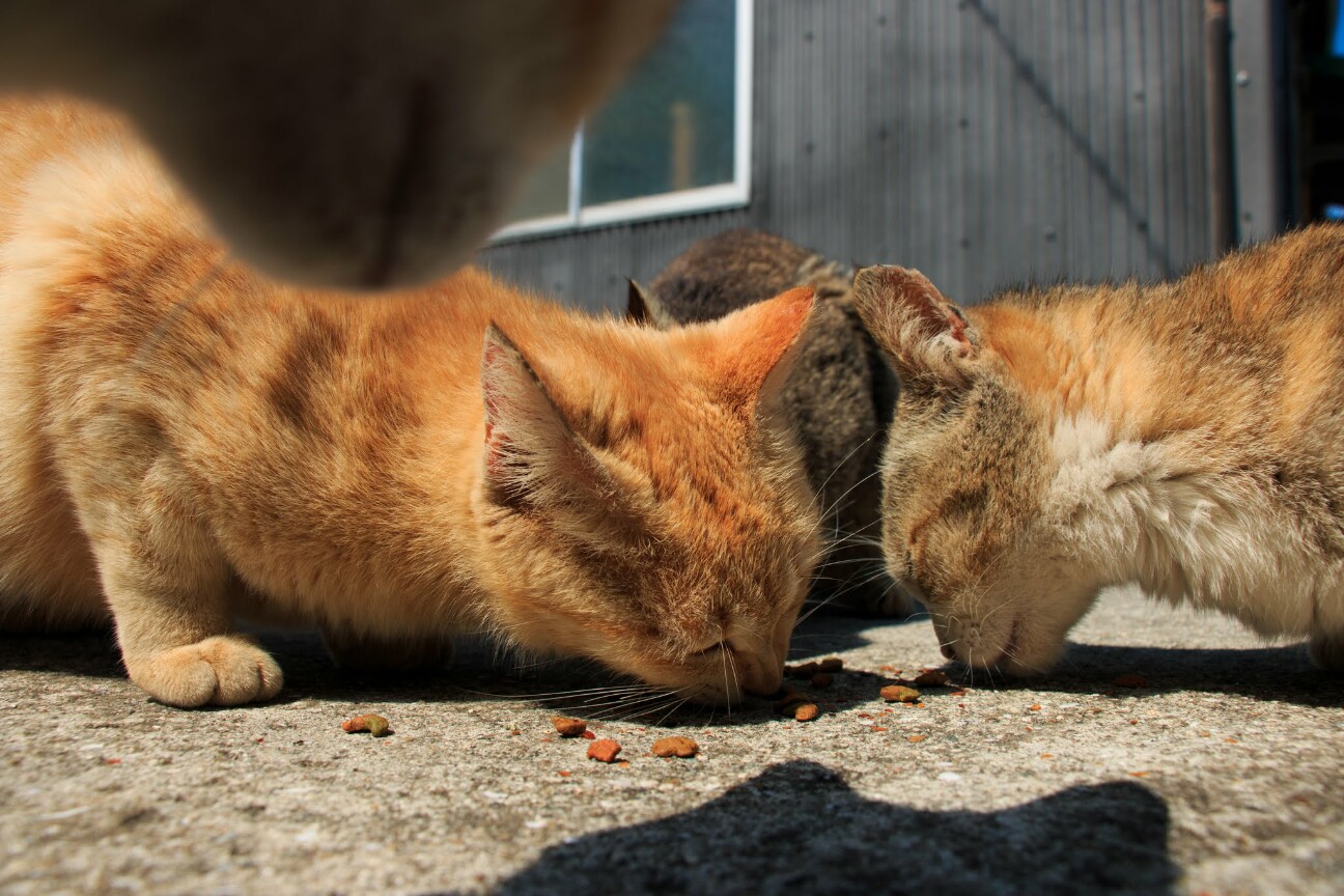 一生懸命餌を食べる青島の猫