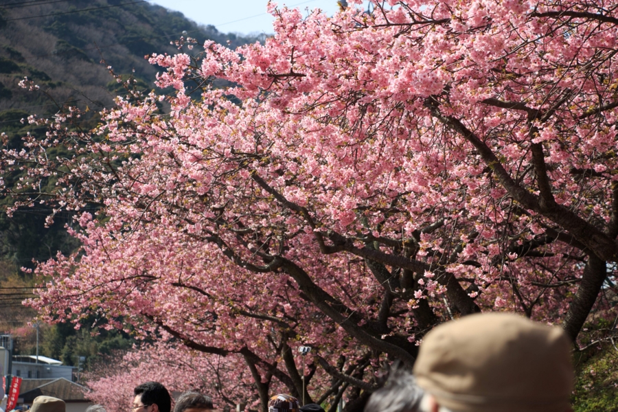 河津駅周辺の桜並木