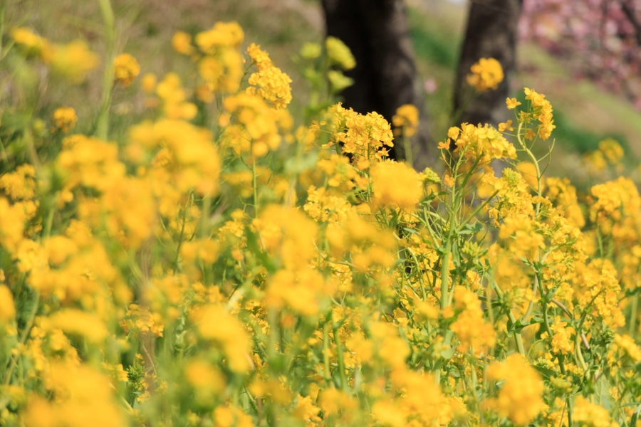 河津桜まつりは桜だけではなく菜の花も綺麗