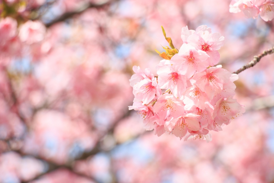 河津桜のアップ