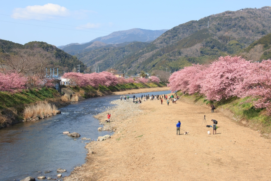 橋の上から川両サイドの桜並木撮影