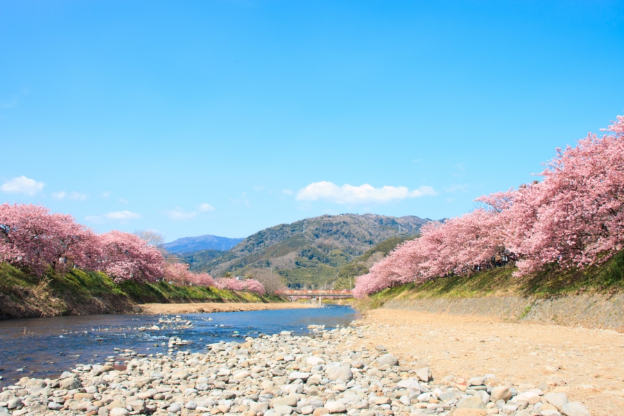 河原に降りて桜並木を撮影