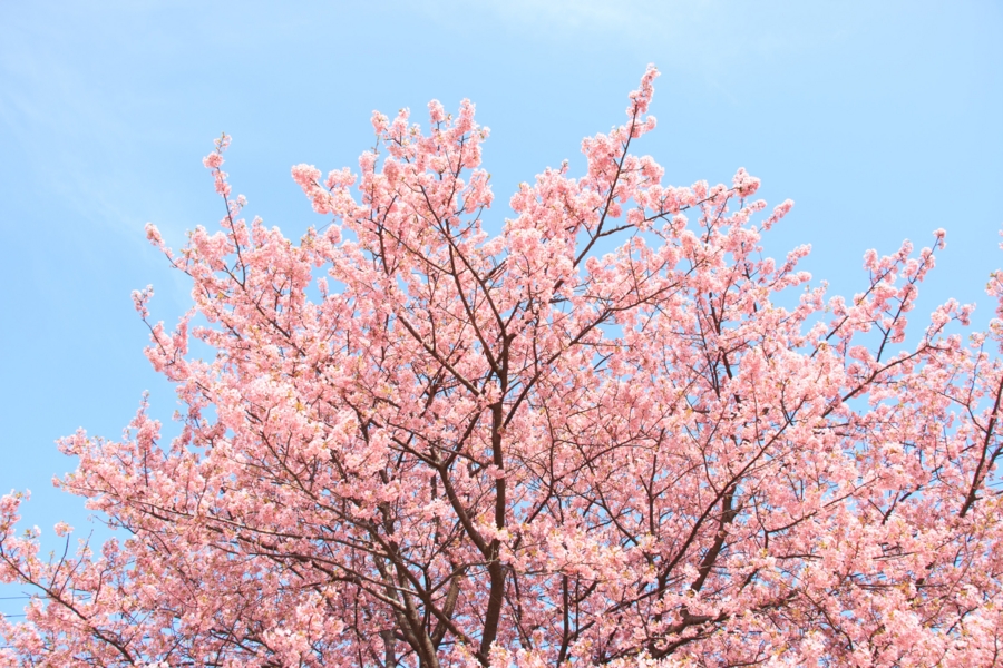 淡い河津桜