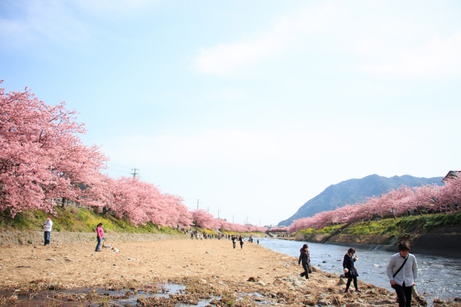 河津川河原の様子