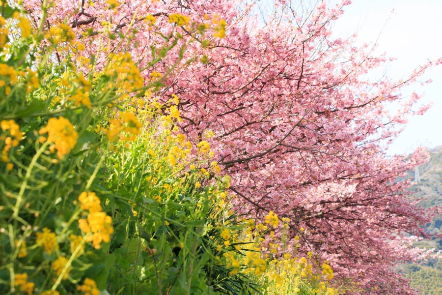 菜の花と河津桜のコラボ1