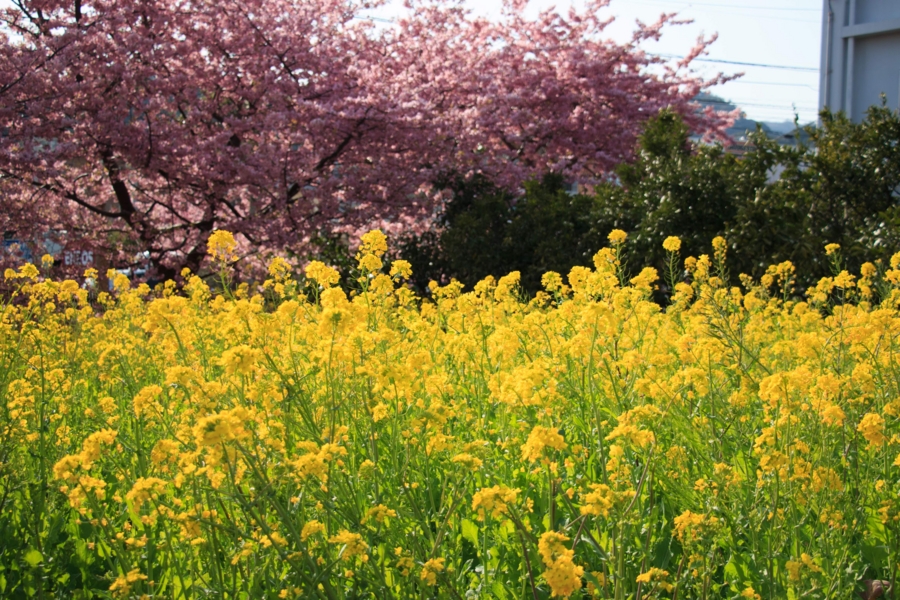 菜の花と河津桜のコラボ2