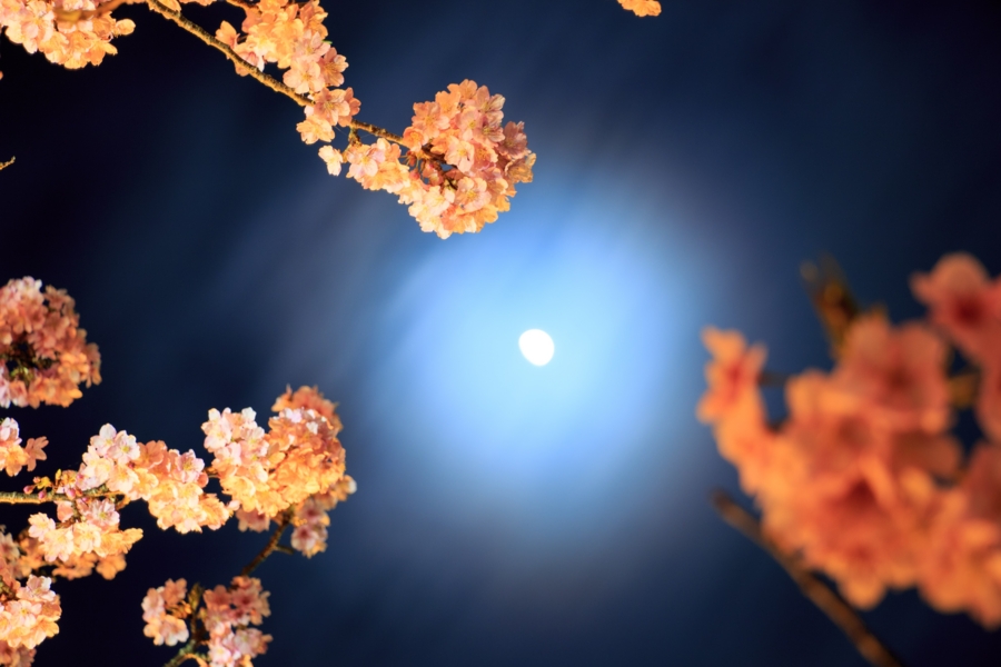 河津桜まつりのライトアップ2