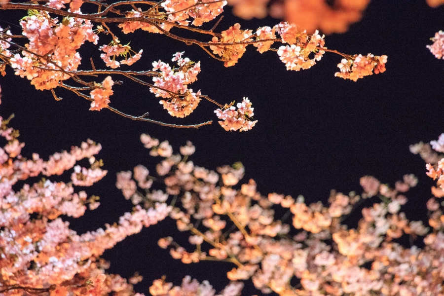 河津桜まつりのライトアップ1