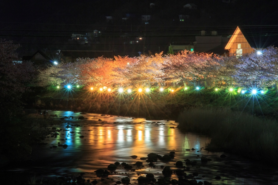 河津桜まつりのライトアップ3