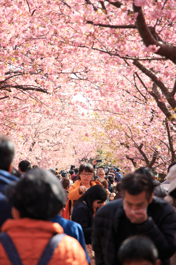 河津川沿いの桜並木（混雑やばい）