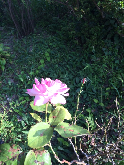 f:id:mattilda:20140921235841j:plain f:id:mattilda:20140921235841j:plain