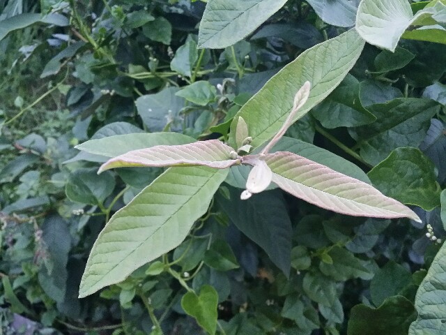 f:id:mattun2015:20160602231220j:image f:id:mattun2015:20160602231220j:image