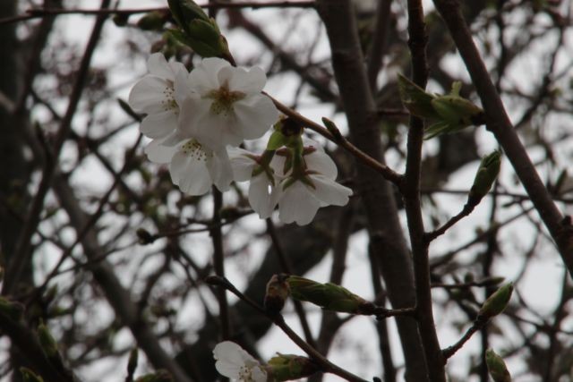 f:id:matypoyo:20160402120601j:plain