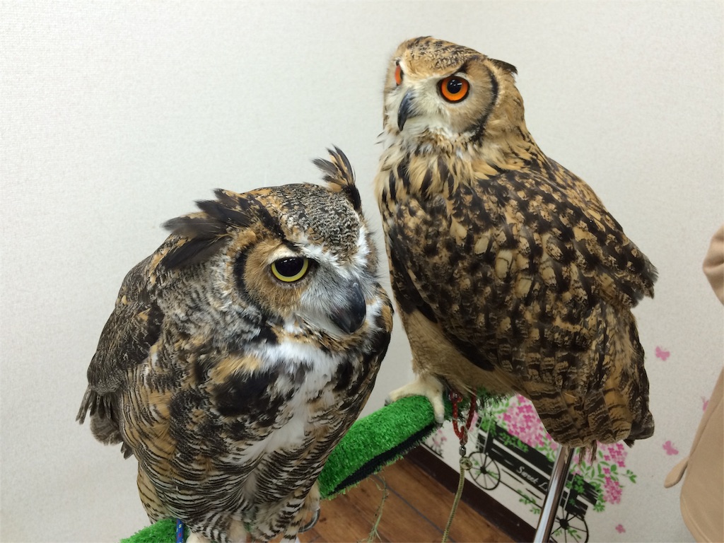 f:id:mayoinekoark:20160229095522j:image f:id:mayoinekoark:20160229095522j:image