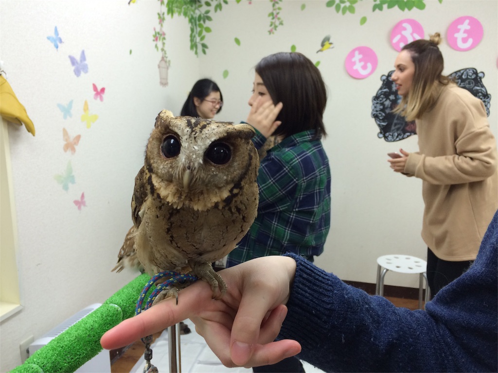 f:id:mayoinekoark:20160229095620j:image f:id:mayoinekoark:20160229095620j:image