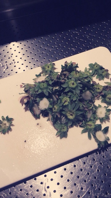 f:id:mayonakanonami:20150127192049j:plain f:id:mayonakanonami:20150127192049j:plain