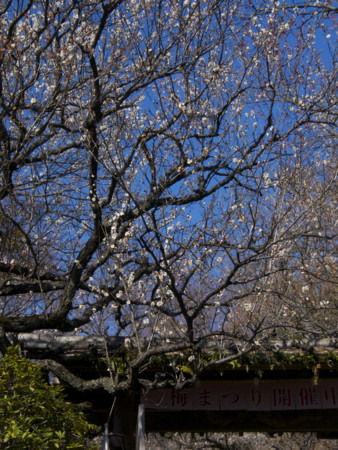 f:id:mayutan_karu:20110305092848j:image f:id:mayutan_karu:20110305092848j:image