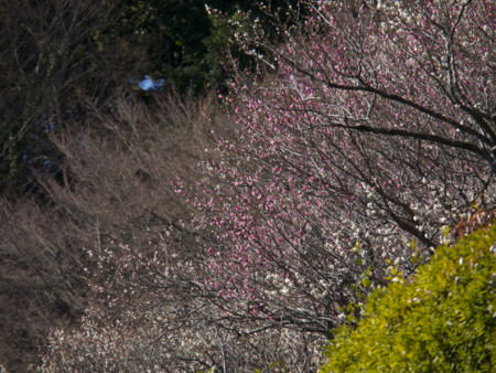 f:id:mayutan_karu:20110305092900j:image f:id:mayutan_karu:20110305092900j:image