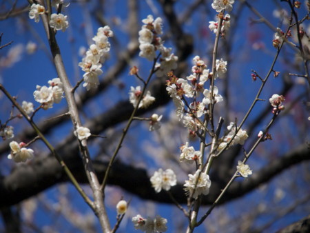 f:id:mayutan_karu:20110305093130j:image f:id:mayutan_karu:20110305093130j:image
