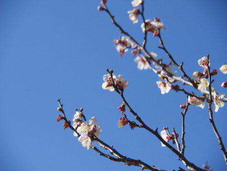 f:id:mayutan_karu:20110305093348j:image f:id:mayutan_karu:20110305093348j:image