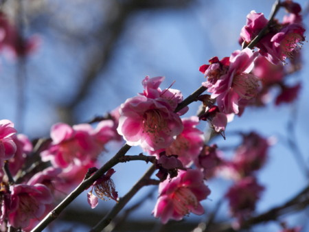 f:id:mayutan_karu:20110305093509j:image f:id:mayutan_karu:20110305093509j:image
