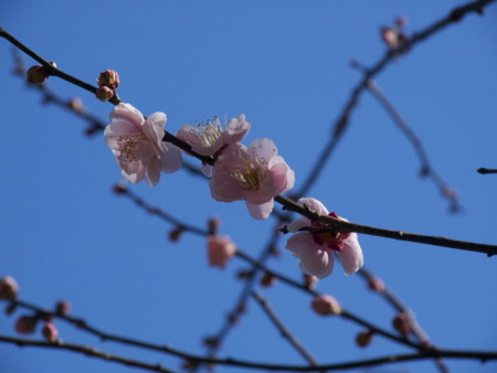 f:id:mayutan_karu:20110305093941j:image f:id:mayutan_karu:20110305093941j:image