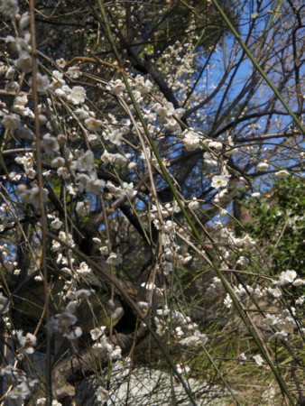 f:id:mayutan_karu:20110305094103j:image f:id:mayutan_karu:20110305094103j:image