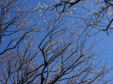 f:id:mayutan_karu:20110305094220j:image f:id:mayutan_karu:20110305094220j:image