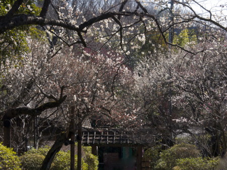 f:id:mayutan_karu:20110305094550j:image f:id:mayutan_karu:20110305094550j:image