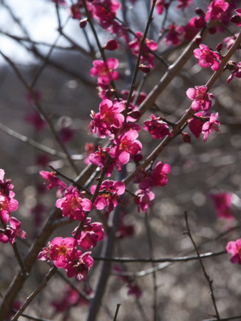 f:id:mayutan_karu:20110305094742j:image f:id:mayutan_karu:20110305094742j:image