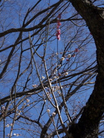 f:id:mayutan_karu:20110305094845j:image f:id:mayutan_karu:20110305094845j:image