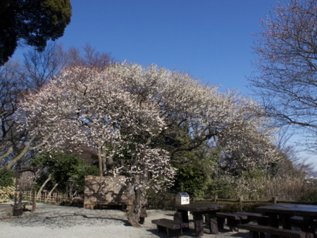 f:id:mayutan_karu:20110305094937j:image f:id:mayutan_karu:20110305094937j:image