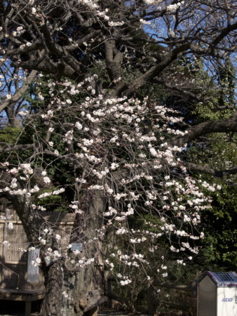 f:id:mayutan_karu:20110305094959j:image f:id:mayutan_karu:20110305094959j:image