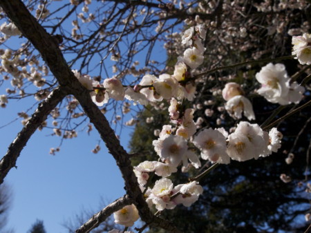 f:id:mayutan_karu:20110305095122j:image f:id:mayutan_karu:20110305095122j:image