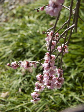 f:id:mayutan_karu:20110305095257j:image f:id:mayutan_karu:20110305095257j:image