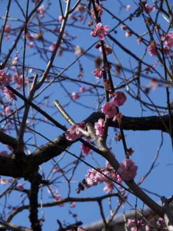 f:id:mayutan_karu:20110305101011j:image f:id:mayutan_karu:20110305101011j:image